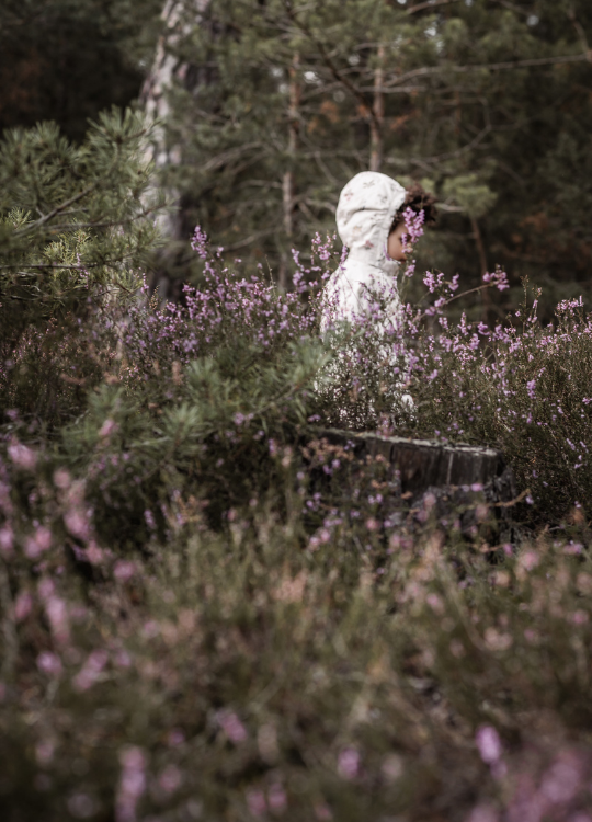 Kleines Mädchen in lila Lila blühender Heide am fränkischen Dünenweg