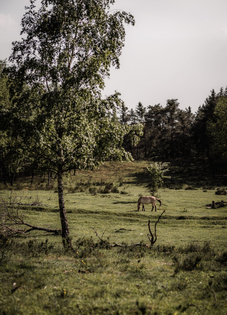 Wildpferd in Tennenlohe aus der Distanz fotografiert