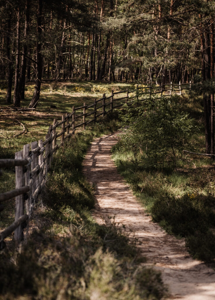 Waldweg entlang eines Geländers am Wildpferdgehege Tennenlohe