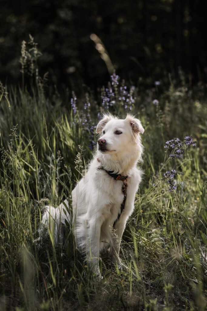 Hund sitz in Wildblumenwiese beim Familienshooting am fränkischen Dünenweg.